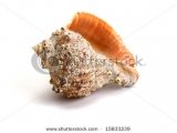 stock-photo-sea-shell-15833239