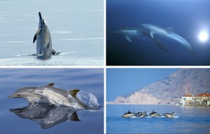 Κοινό δελφίνι: το δελφίνι της Λευκάδος