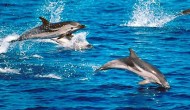 Δελφίνια στα νερά του Κολόπουλου
