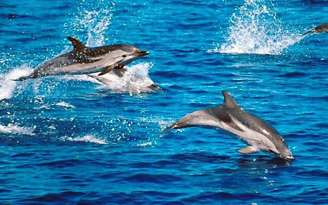 Δελφίνια στα νερά του Κολόπουλου