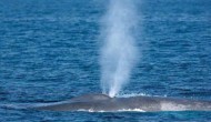 120 φάλαινες ζουν στο Ιόνιο