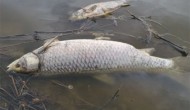 Επικίνδυνο φαινόμενο με νεκρά ψάρια στη Λευκάδα