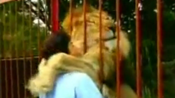Μια ζεστή αγκαλιά… από το λιοντάρι!