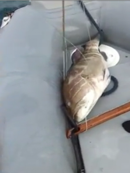 Πληθαίνουν τα νεκρά ψάρια στο Ιόνιο