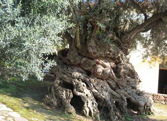 Τα γηραιότερα δέντρα του κόσμου