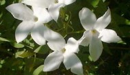 Σεμινάριο για τα αιθέρια έλαια των επτανησιακών αρωματικών φυτών στη Λευκάδα από το ΤΕΙ Ιονίων Νήσων