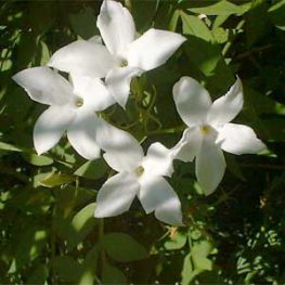 Σεμινάριο για τα αιθέρια έλαια των επτανησιακών αρωματικών φυτών στη Λευκάδα από το ΤΕΙ Ιονίων Νήσων