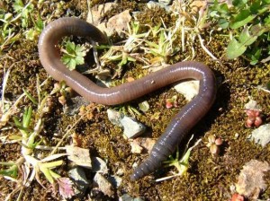 worm-thumb-large