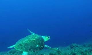 Εκπληκτικό βραβευμένο βίντεο για το υποβρύχιο ψάρεμα, γυρισμένο στο Μεγανήσι!