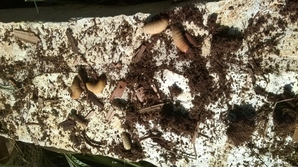 wp-20161001-12-55-19-pro