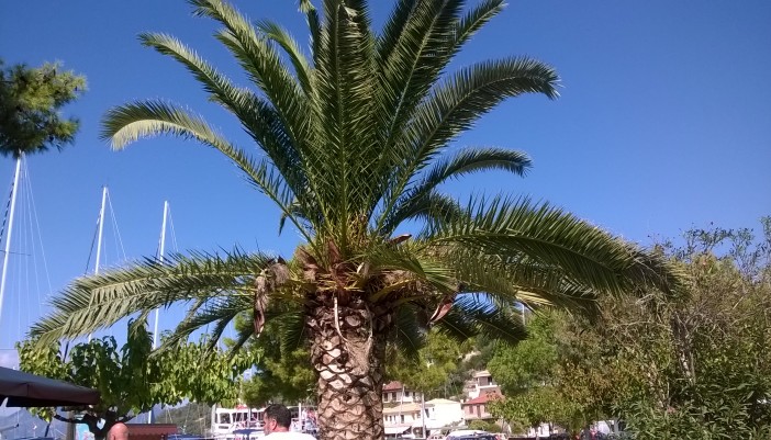 Τέλος και  για τους Φοίνικες στην πλατεία του Βαθιού.