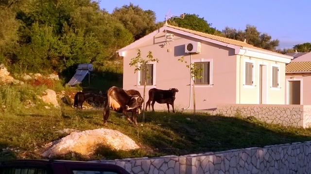 Για τα ανεπιτήρητα ζώα στο Μεγανήσι