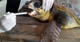 Όλα καλά για την Χελώνα Καρέτα – Καρέτα που διασώθηκε στο Μεγανήσι