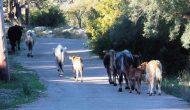 Προτάσεις Προέδρου Σπαρτοχωρίου για ανεπιτήρητα ζώα