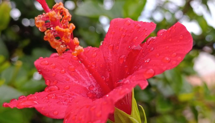 Φωτογραφίες μιας φύσης αγνής