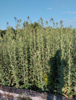 Γαϊδουράγκαθο σαν δέντρο!