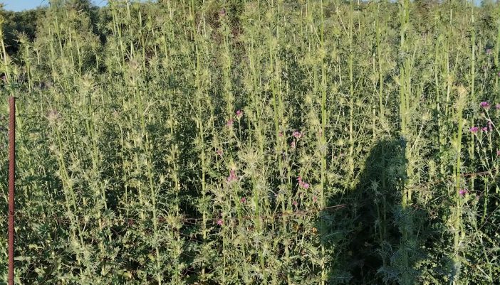 Γαϊδουράγκαθο σαν δέντρο!