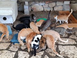 Πόσα χρήματα λαμβάνουν Λευκάδα και Μεγανήσι για τα αδέσποτα