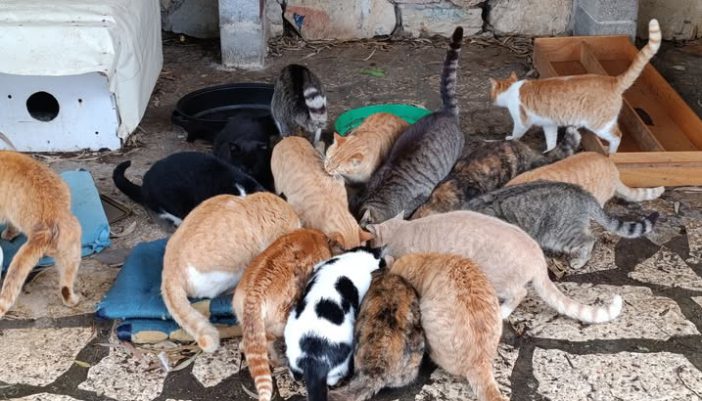 Πόσα χρήματα λαμβάνουν Λευκάδα και Μεγανήσι για τα αδέσποτα