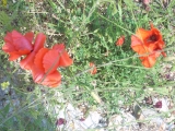 dscn2419