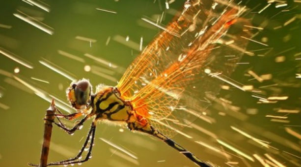 Η καλύτερη φωτογραφία του 2011 από το National Geographic