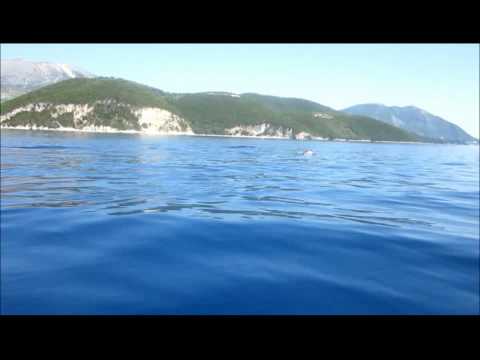 Δελφίνια στο Δεσίμι