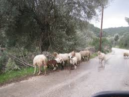 Συνεχίζουν τα κρούσματα καταρροϊκού πυρετού στο Μεγανήσι..